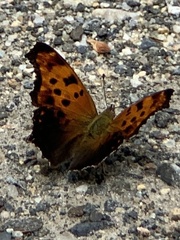 Polygonia progne