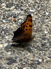 Polygonia progne