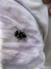 Amithao marginicollis