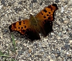 Polygonia progne