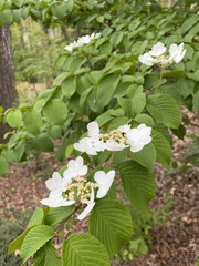 Viburnum plicatum