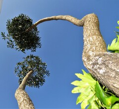 Cussonia sphaerocephala