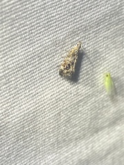 Tebenna gnaphaliella