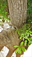 Cussonia sphaerocephala