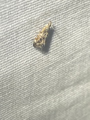 Tebenna gnaphaliella