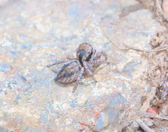 Habronattus altanus