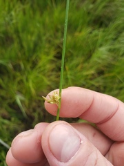 Juncus filiformis