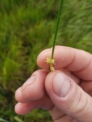 Juncus filiformis