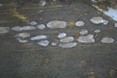 Propolis farinosa
