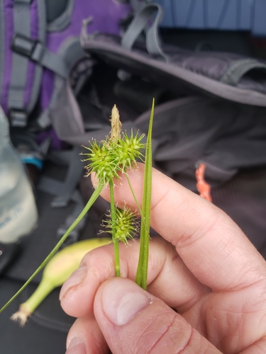 Large yellow-sedge (Carex flava)
