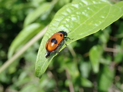 Clytra quadripunctata