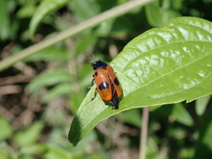 Clytra quadripunctata