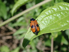 Clytra quadripunctata