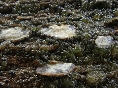 Propolis farinosa