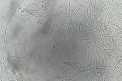 Propolis farinosa