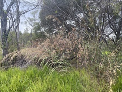 Andropogon gayanus