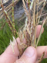 Andropogon gayanus