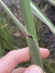 Andropogon gayanus