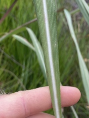 Andropogon gayanus