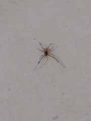 Latrodectus geometricus