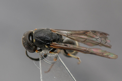 Microdynerus exilis