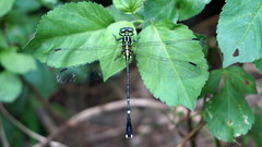 Leptogomphus sauteri formosanus
