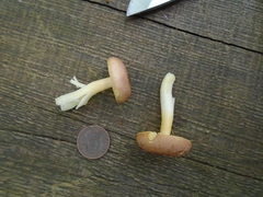 Russula puellaris