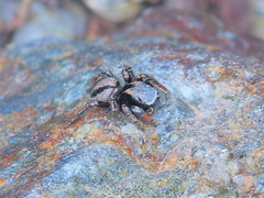 Habronattus altanus
