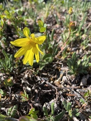 Arnica griscomii