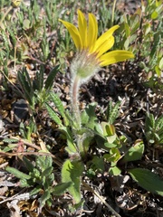 Arnica griscomii