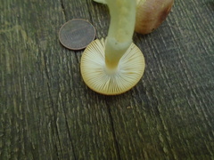 Russula puellaris