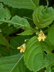 Impatiens parviflora