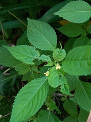 Impatiens parviflora