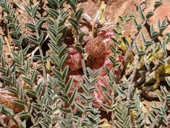 Astragalus lentiginosus semotus