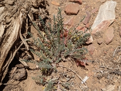 Astragalus lentiginosus semotus