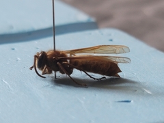 Provespa barthelemyi