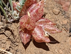 Astragalus lentiginosus semotus
