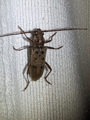 Brothylus gemmulatus