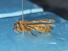 Provespa barthelemyi