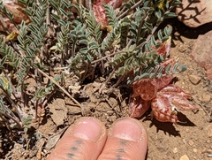 Astragalus lentiginosus semotus