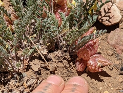 Astragalus lentiginosus semotus