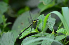 Leptogomphus sauteri formosanus