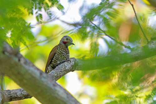 Colaptes auricularis