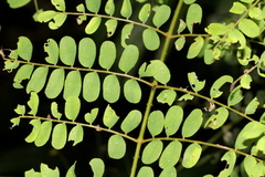 Mezoneuron brachycarpum