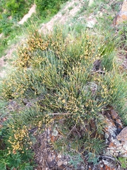 Ephedra monosperma