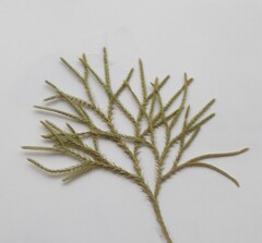 Lycopodium deuterodensum