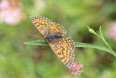 Melitaea parthenoides