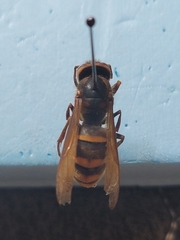 Vespa simillima simillima