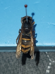 Vespa simillima simillima