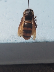 Vespa simillima simillima